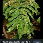 Albizia forbesii Blodyn