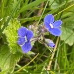Veronica chamaedrys Flower
