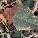 Cucurbita foetidissima Blad