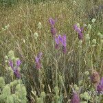 Lavandula pedunculata Habitus