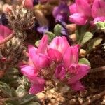 Oxytropis susamyrensis