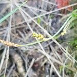 Carex panicea Fruitua