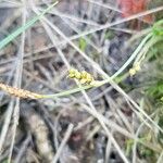 Carex panicea Frukt