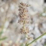 Stachys spectabilis Fruit