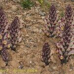 Cistanche violacea Habit