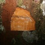 Chrysophyllum pomiferum Otro