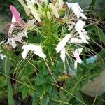 Cleome hassleriana ChodatFlor