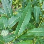 Salix eriocephala Листок