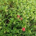 Gomphrena haageana പുഷ്പം