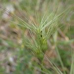 Aegilops geniculata Flower