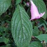 Acanthopale madagascariensis Leaf