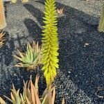 Aloe vera 花