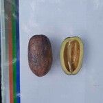 Dacryodes edulis Fruit