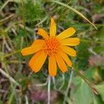 Jacobaea abrotanifoliaFlower