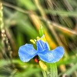 Commelina cyanea Flor