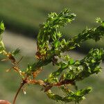 Lysimachia linum-stellatum Lapas