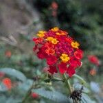 Lantana camaraЦветок