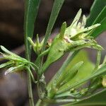 Thiollierea dagostinii Fruto