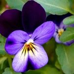 Viola tricolor Annet