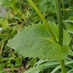 Doronicum plantagineum Folha