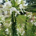 Cleome spinosa 花