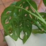 Monstera adansoniiFoglia