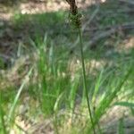 Carex fritschii പുഷ്പം
