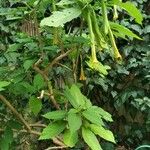 Brugmansia suaveolensফুল