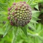 Knautia macedonica Bloem