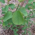 Amelanchier alnifolia 葉