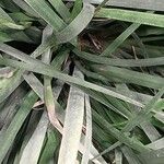 Dietes grandiflora Leaf