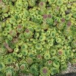 Sempervivum montanum 葉