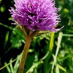 Traunsteinera globosa Flower