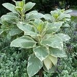 Nicotiana tomentosa Hábito