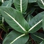 Dieffenbachia oerstedii Hoja