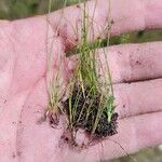 Cyperus subsquarrosus 整株植物