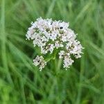 Valeriana officinalisപുഷ്പം