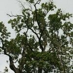 Sideroxylon borbonicum Yeri