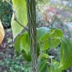 Acer rufinerve Bark