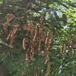 Robinia pseudoacacia Fruchs