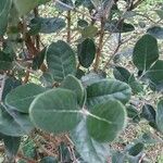 Feijoa sellowiana ഇല