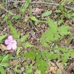 Geranium robertianumപുഷ്പം