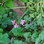 Oxalis debilisЦвят