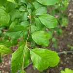 Prunus japonica Leaf