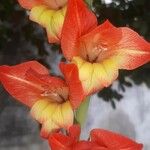 Gladiolus dalenii花