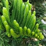 Araucaria heterophyllaഇല