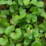 Dichondra carolinensis Feuille