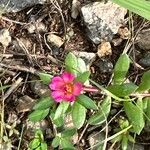 Portulaca amilis Fleur