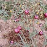 Platycapnos spicata Květ