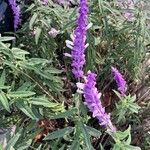 Salvia leucantha Flower